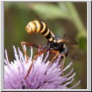 Conops quadrifasciatus - Dickkopffliege 09.jpg